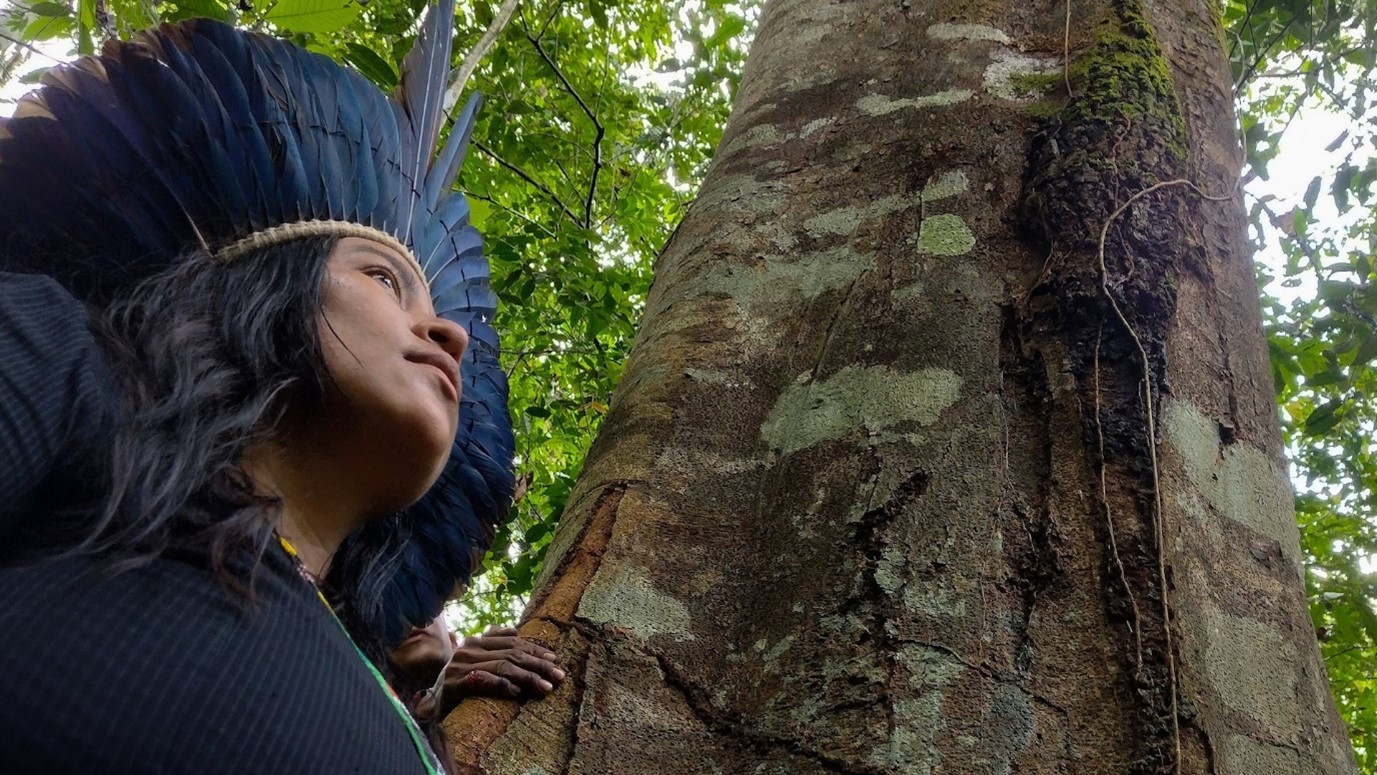a person looking at a tree